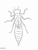 Macroinvertebrate sketch template