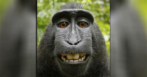 lawsuit  monkeys selfie ends  settlement cbs news