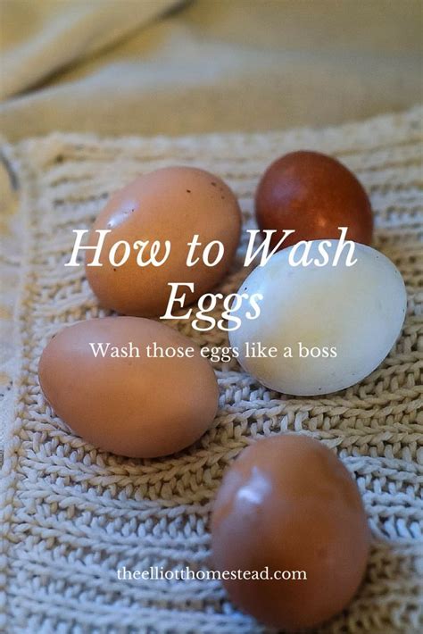 wash eggs  elliott homestead clean chicken chicken diy