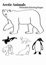 Arctic Animals Coloring Pages Printable Polar Artic Animal Kids Preschool Habitat Colouring Antarctic Sheets Printables Winter Alaska These Getdrawings Visit sketch template