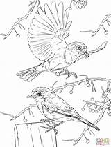 Rotkehlchen Bird Colorare Pettirosso Ausmalbild Robins Duck European Supercoloring Coloriage Ausmalbilder Disegno Roodborst Ausdrucken Pigeon Kiezen Tekening Adult sketch template