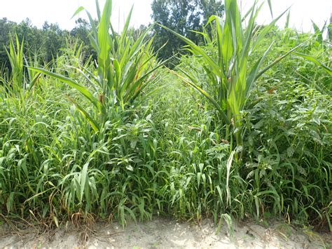 Texas Panicum Management In Corn Nc State Extension
