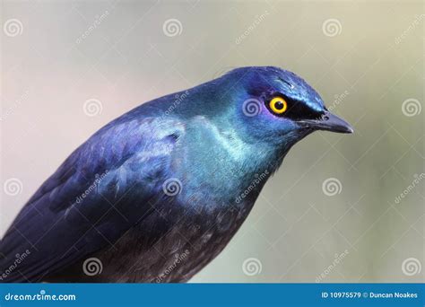 glossy starling bird stock image image  starling feathers