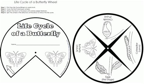 butterfly life cycle coloring pages coloring home