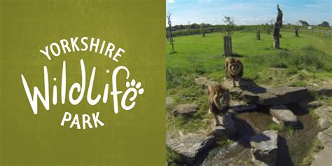 yorkshire wildlife park  open    sale  weekend
