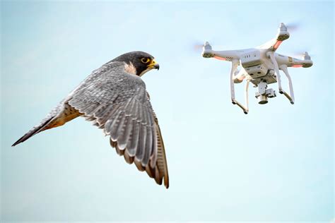 hotels  falcons  protect celebs  paparazzi drones