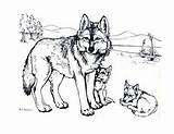 Coloring Realistic Wolf Pages Printable Head Kids sketch template