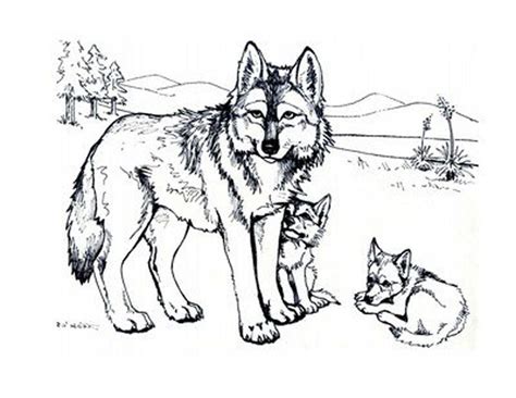 printable realistic head wolf coloring page kids coloring home