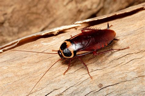 cockroaches peregian pest control