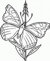 Butterfly Coloring Pages Printable Kids Colouring Schmetterling Malvorlagen Papillon Ausmalbilder Illustration Colorear Para sketch template