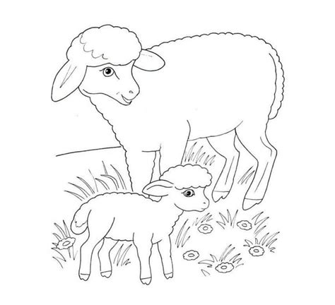 coloring pages baby lambs lustige malvorlagen ausmalbilder ausmalen