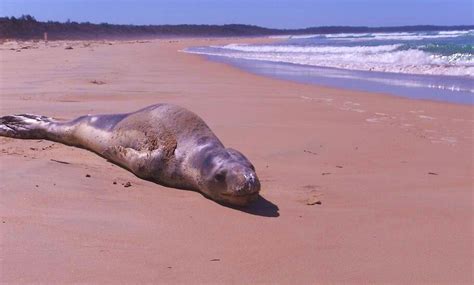 leopard seal pup  nathan richards redbubble