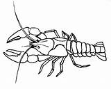 Crawdad Drawing Crawfish Coloring Getdrawings Crayfish sketch template
