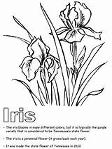 Iris Coloring Tennessee Flower Pages State Drawing Clipart Printable Tree Purple Template Flowers Color Drawings Adults Bird Vols Sheets Clip sketch template