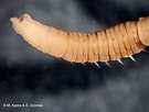Afbeeldingsresultaten voor Notomastus latericeus Familie. Grootte: 135 x 102. Bron: www.iopan.gda.pl