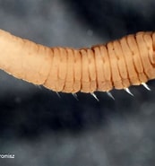 Afbeeldingsresultaten voor "notomastuslatericeus". Grootte: 173 x 185. Bron: www.iopan.gda.pl