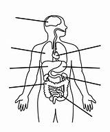 Organs sketch template