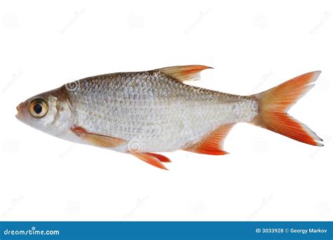 small fish royalty  stock  image