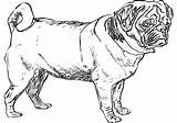 Pug Coloring Pages Print sketch template