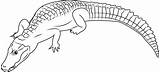 Caiman Coloring Pages Alligator Coloringpages101 Cuvier Caimanes Designlooter Color Template Sketch 365px 22kb sketch template