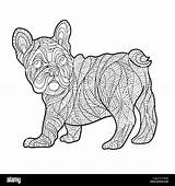 Bulldog French Vector Monochrome Zentagle Drawn Alamy Illustration Hand sketch template