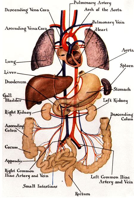 diagram  human internal orgins  human body organs   clip art  clip
