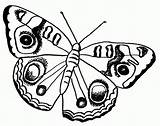 Mariposas Pintar Coloriage Papillon Monarch Ausmalbilder Schmetterling Outlines Perhoset Cliparts Papillons Varityskuvia sketch template