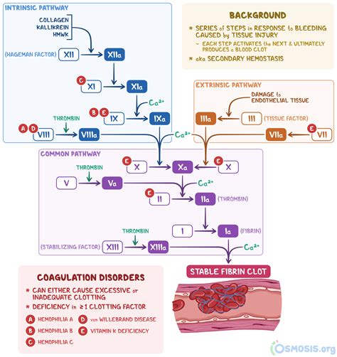 coagulation cascade    steps   osmosis