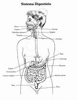 Anatomia Humana Humano Atividades Digestório Cantinho Tia Onlinecursosgratuitos Livro Atividade Variadas Artigo Professora sketch template