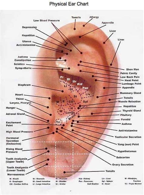 map  ear acupressure treatment ear seeds ear reflexology