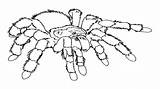 Spider Coloring Pages Tarantula Printable Halloween Scary Drawing Spiders Getdrawings Color Print Getcolorings sketch template