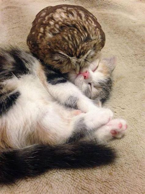 An Owlet And Kitten Snuggling I Almost Couldn T Handle The Cuteness