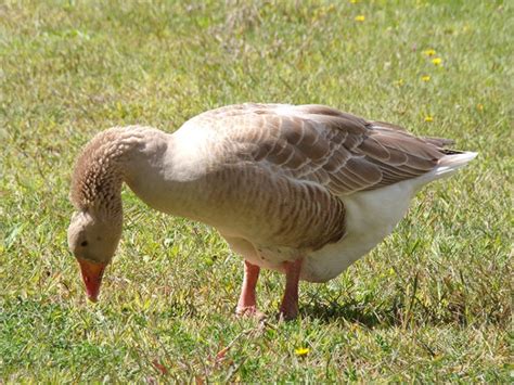 american buff goose facts origins characteristics  pictures pet keen