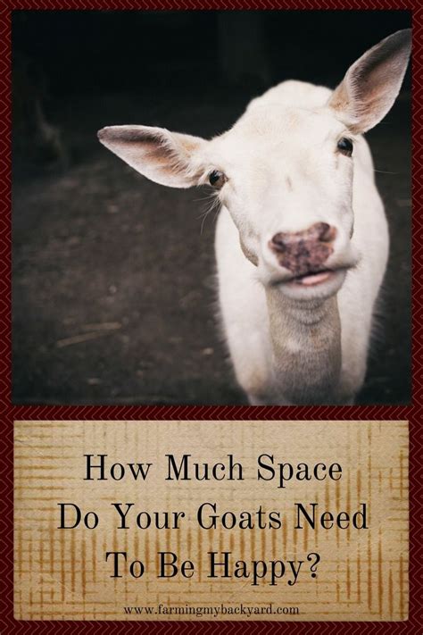space   goats    happy goats goat farming pygmy goat
