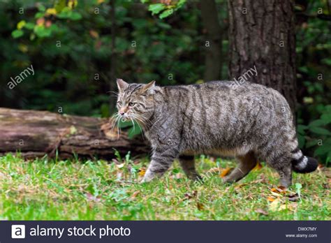 European Wildcat Felis Silvestris Wild Cats