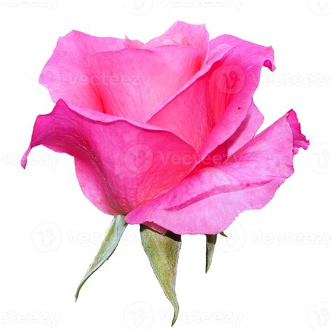 Beautiful Pink Rose Flower 12996244 Png