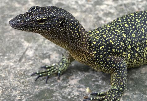 lost monitor lizard species rediscovered  papua  guinea cbs news