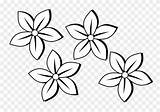 Pinclipart Balck Jasmine Graphic Getdrawings Markers Blakc Dibujos Clipground Hatenylo Clipartkey Sencillos Pngitem Clipartmag Nicepng Flowernifty Pngkit sketch template