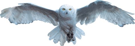 transparent harry potter owl clipart rectangle circle