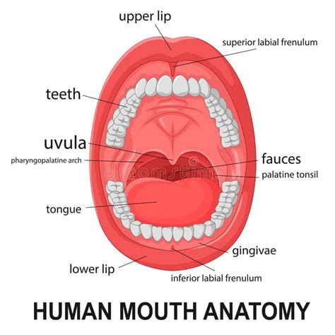 human mouth anatomy open mouth  explaining stock vector image