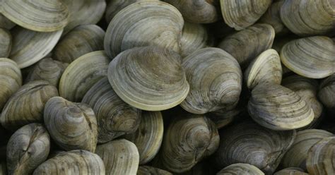 clam shells form