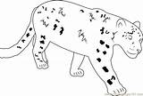 Leopard Coloringpages101 Leopards sketch template
