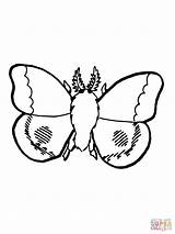 Moth Nocturnal Falena Tarma Designlooter Coloringbay Coloringhome Categorie sketch template