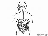 Digestivo Digestive Aparato Imagui Digestiu Aparell Cepillarse Pasos Funcionamiento Respiratorio Bul Montserrat Ciencias sketch template