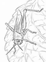 Heuschrecke Heuschrecken Sprinkhaan Sprinkhanen Ausmalbilder Malvorlage Grasshopper Grasshoppers Ausmalbild sketch template