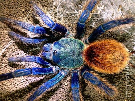 green bottle blue tarantula pictures chromatopelma cyaneopubescens images  pinterest