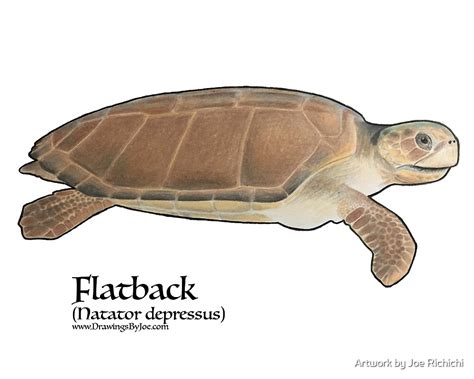 flatback sea turtle  joe richichi redbubble