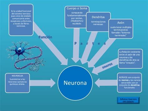 mapa conceptual del sistema nervioso  sus funciones gif nietma