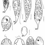 Euglena Viridis Proxima Caudata Ovum sketch template