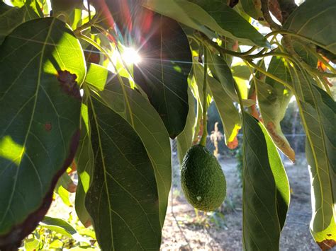Growing Avocados In Southern California Greg Alders Yard Posts